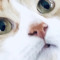 Bean