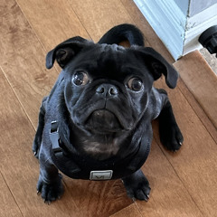 BlackPugMusic