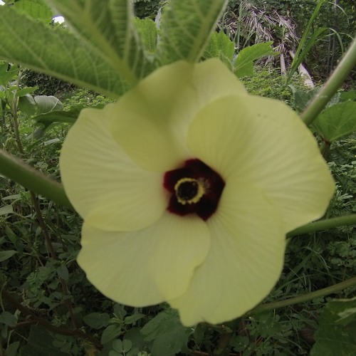 Stream Episode AAA How Did Okra Get Its Name L By De Coop School 