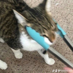 Suki