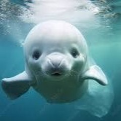 beluga whale
