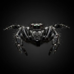 Phidippus