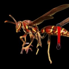 PAPER WASP