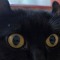 mycatssobeautiful
