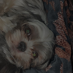 prinny
