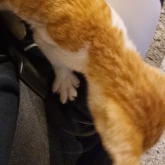 붕어빵팔이소녀