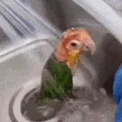 Ivan Wellsfält TA11a1