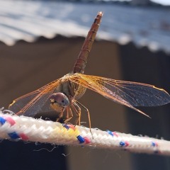 talibellule