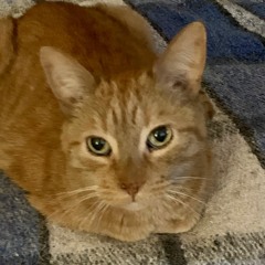 白川 丈  Jo Shirakawa