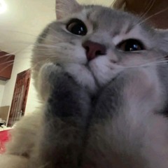 CatVoTri