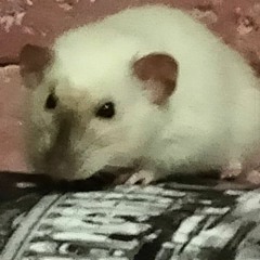 Biktop_kiclu