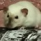 Biktop_kiclu