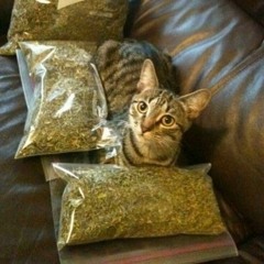 stibiaf