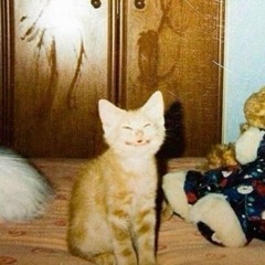 Woahkitty