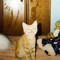Woahkitty