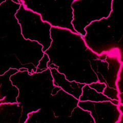 until the moon falls