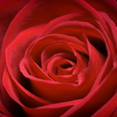 Laura,Volviendo al Origen