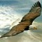 Ahmed ManSour