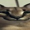 kitcat