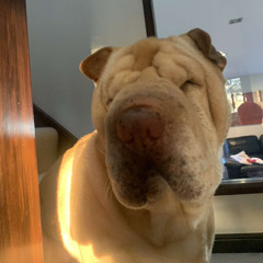 ilovesamsdog