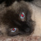 lil spaz