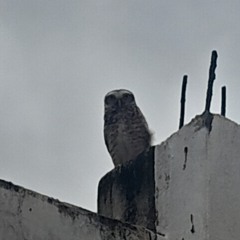 Maús