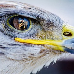 The Eagle Eye Podcast