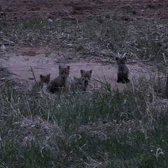 Christian Adolfson 1