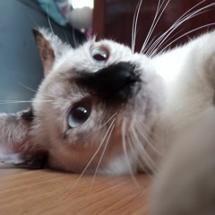 Bernile Angele Escalada