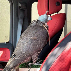 ⠀⠀⠀ ⠀⠀⠀⠀ᑌᘚited ᗩяɑb ᕮmirɑteƨ  ⠀⠀⠀⠀⠀ ⠀ ⠀