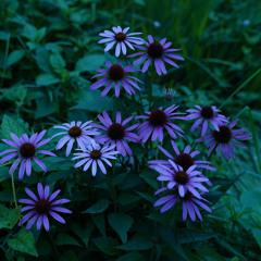 Taisuke Tomida Tairi