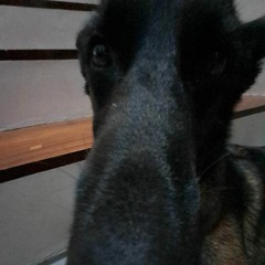darub_