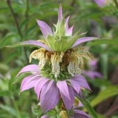 monarda