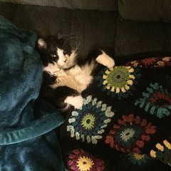 The Spun Kitty