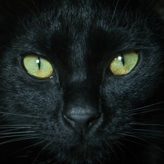 Black cat Ronin