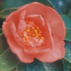 benefactor