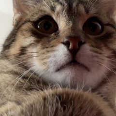 Michi