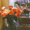 Mèo _ Opalus Cafe