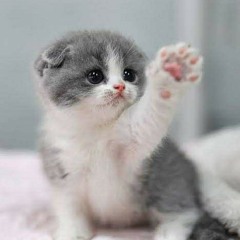 Noor