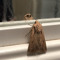 mylimasis