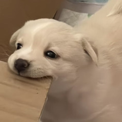 공주