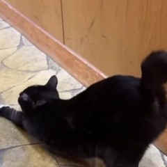 히소