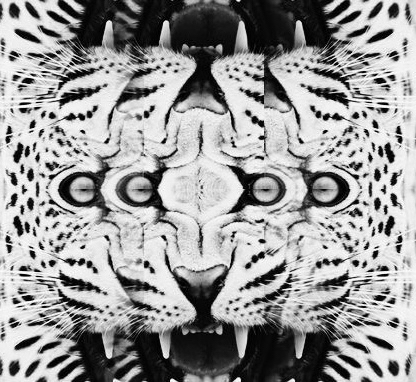 Kroka Koka (Spotify)