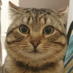 NUMB (hoodtrap/mylancore prodkitty)