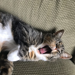 Boingyz