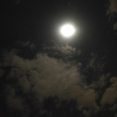 Surena