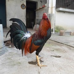 jose