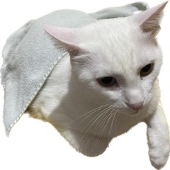 N33GGG44439R