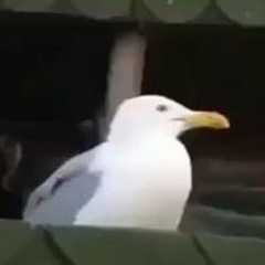MksErnp Ackerman