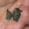 weedboii